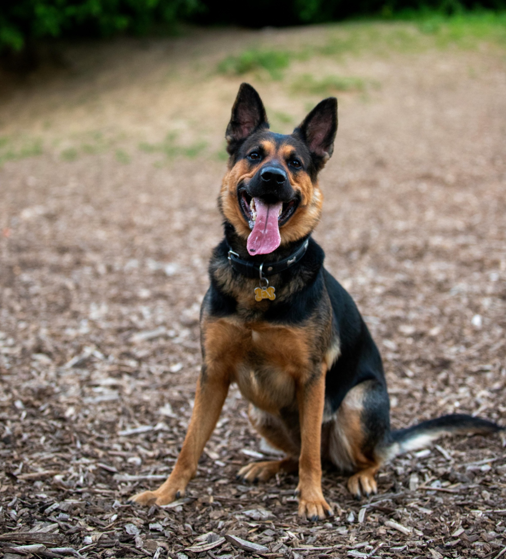 German Shepherd sitting attentively outdoors