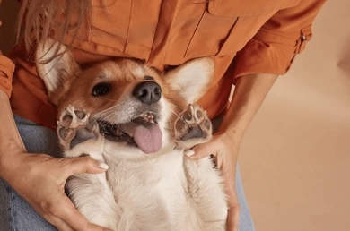 Puppy Conditioning Exercises