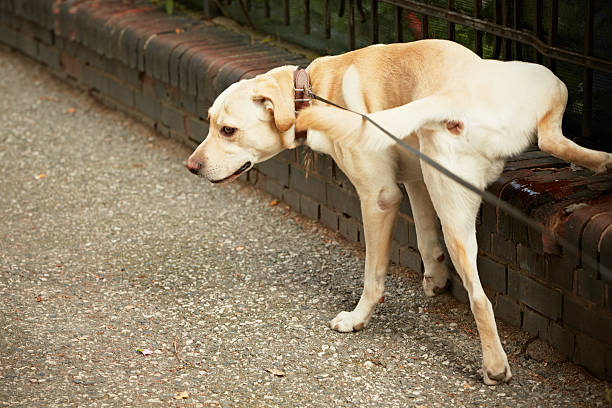 Housebreaking